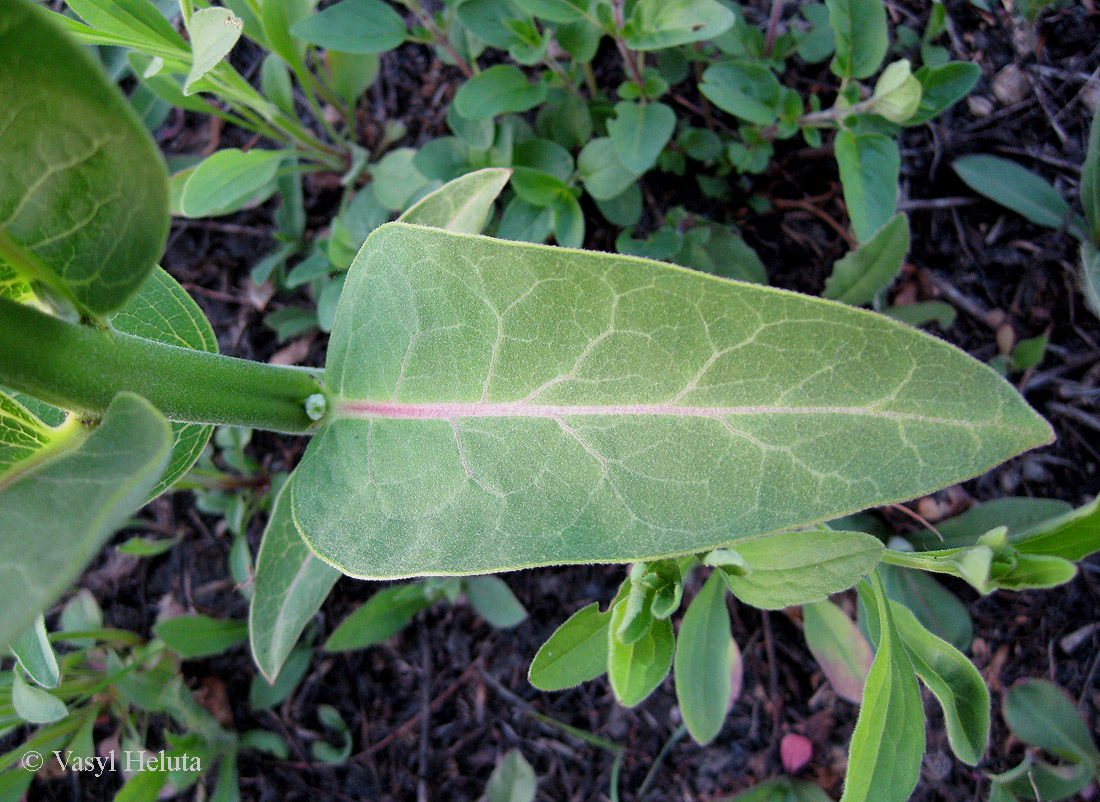 Image of Asclepias syriaca specimen.