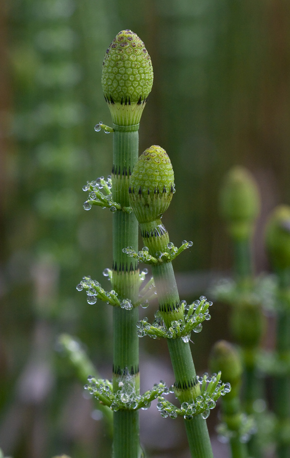 Image of Equisetum fluviatile specimen.