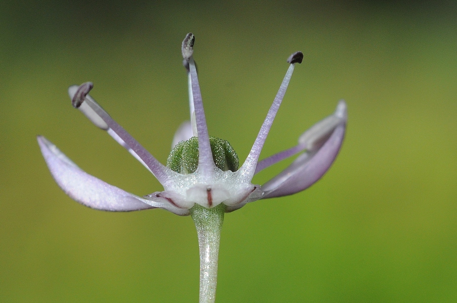 Image of Allium quercetorum specimen.