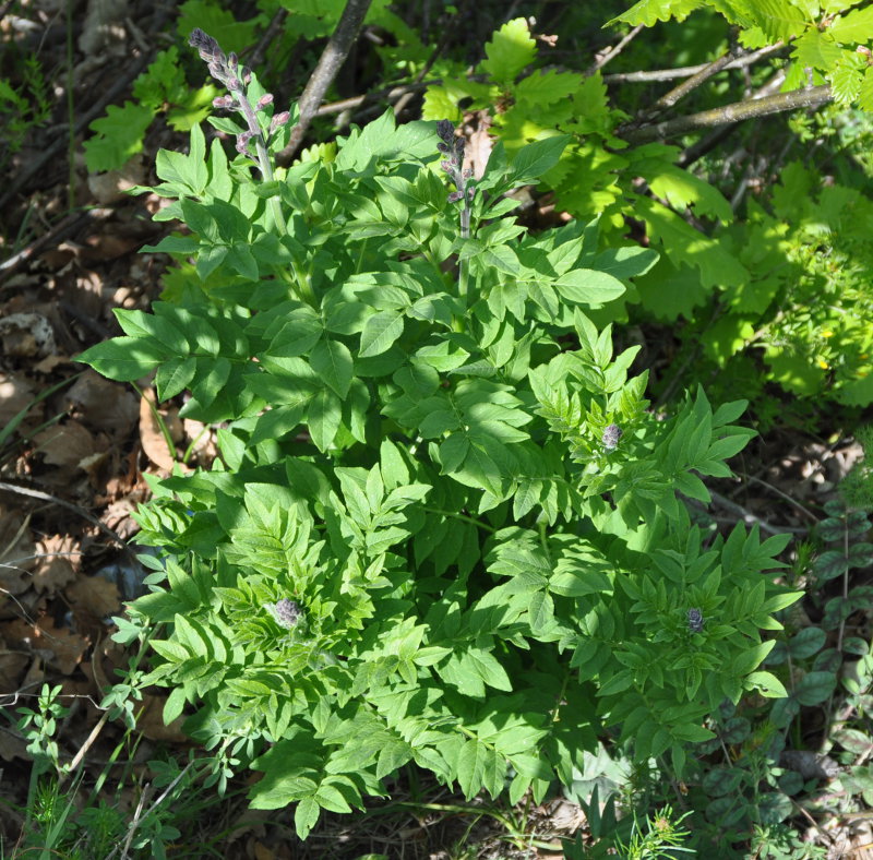 Изображение особи Dictamnus caucasicus.