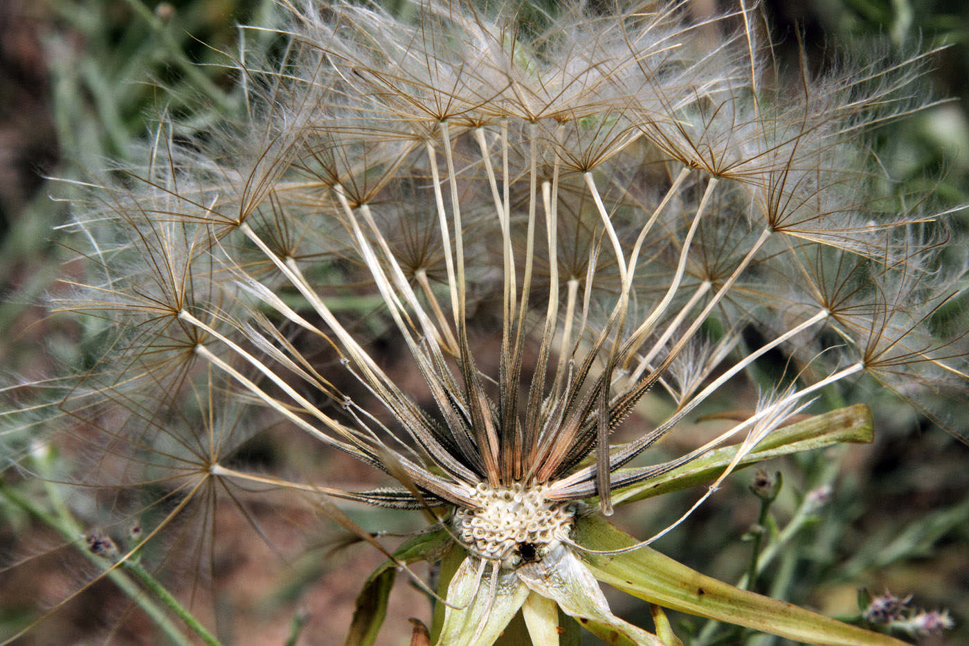 Изображение особи Tragopogon capitatus.