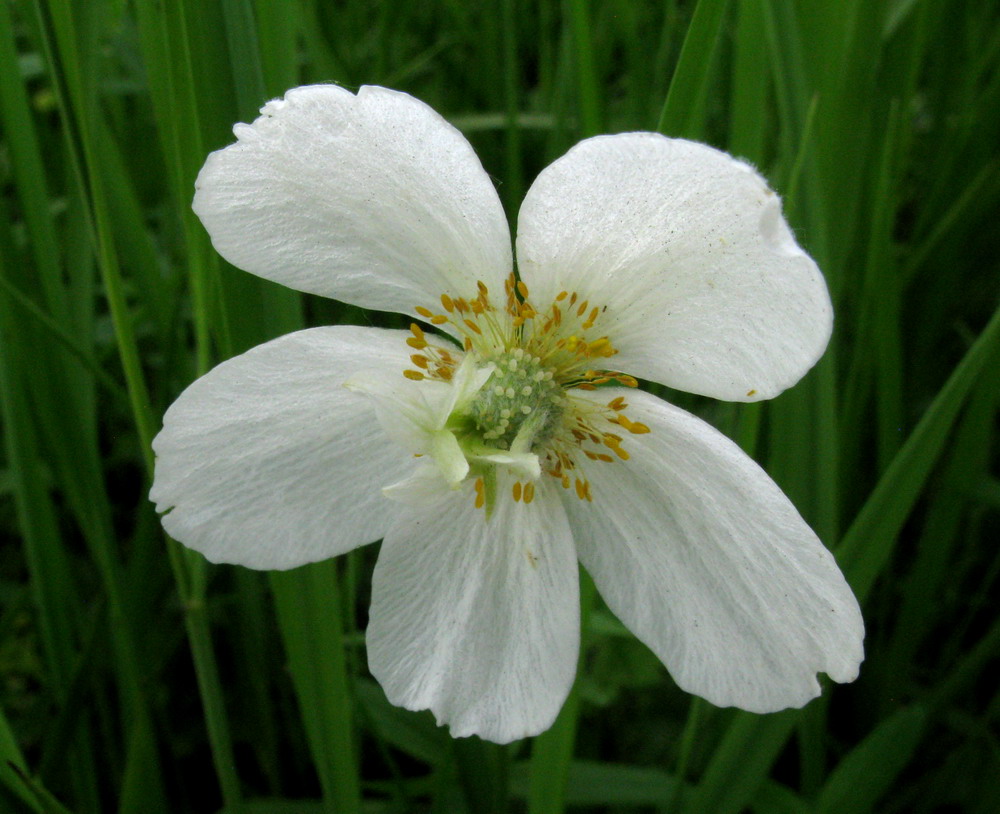 Image of Anemone sylvestris specimen.