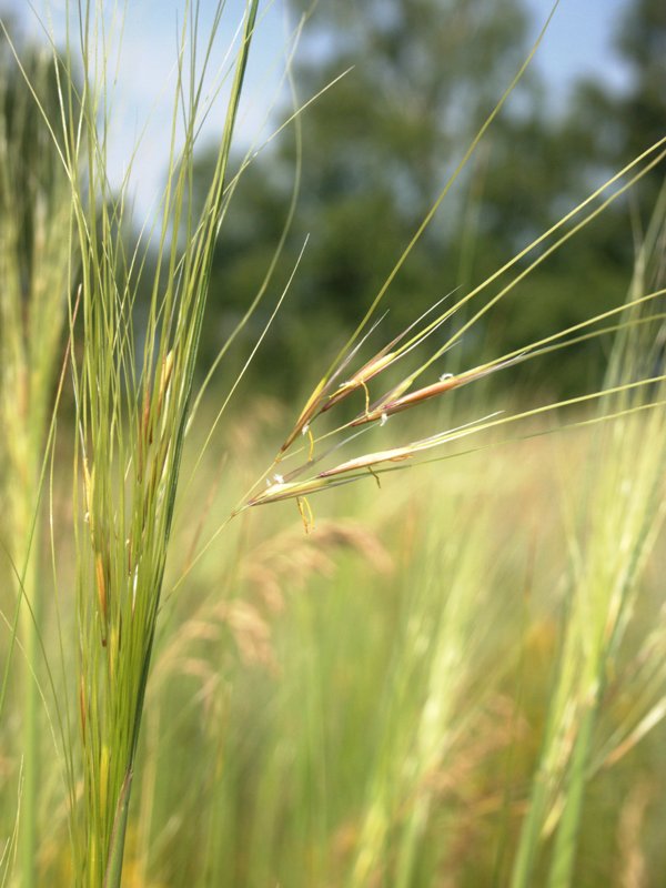 Image of Stipa capillata specimen.