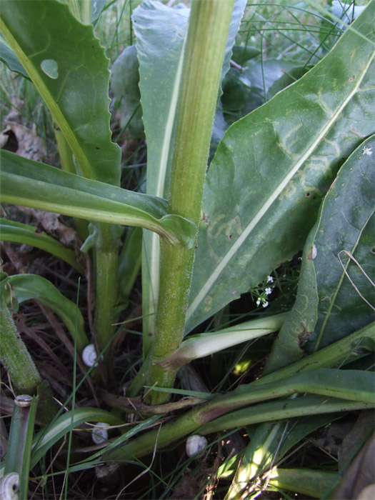 Изображение особи Senecio macrophyllus.