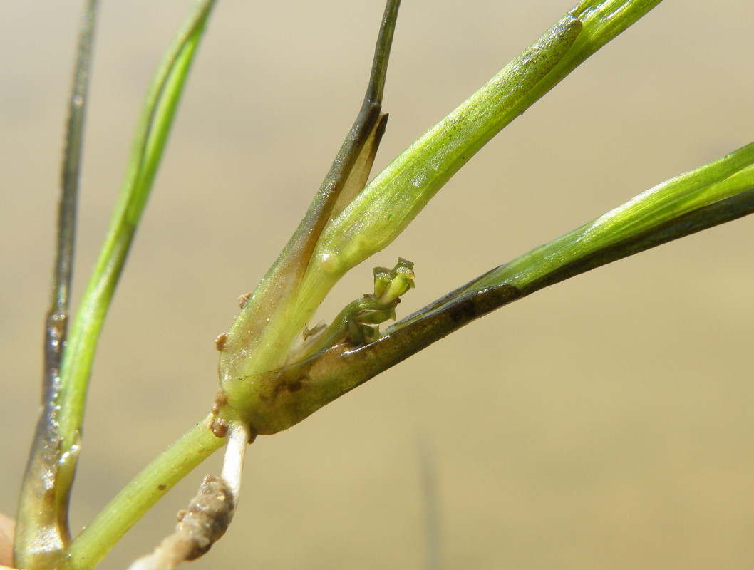 Image of Ruppia maritima specimen.