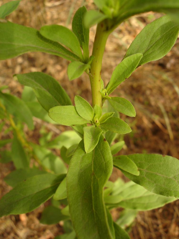 Image of Solidago virgaurea specimen.