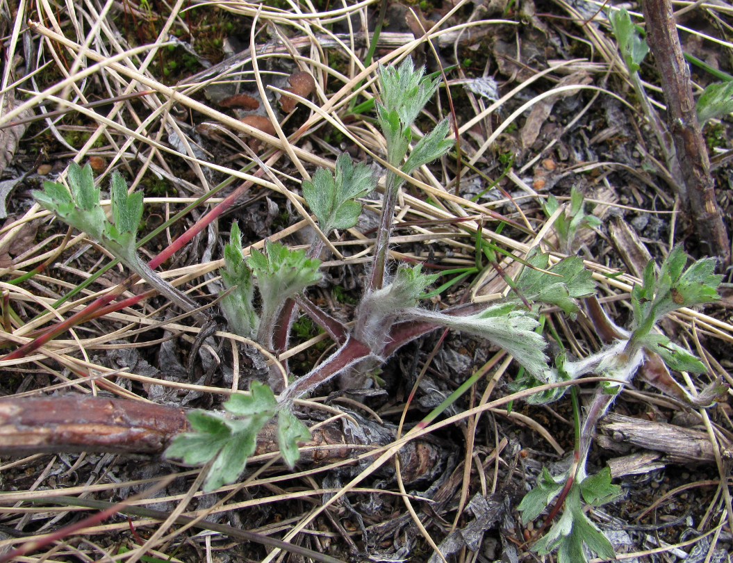 Изображение особи Artemisia vulgaris.