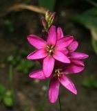 genus Ixia