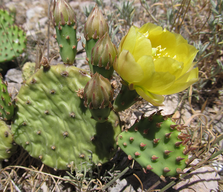 Изображение особи Opuntia humifusa.