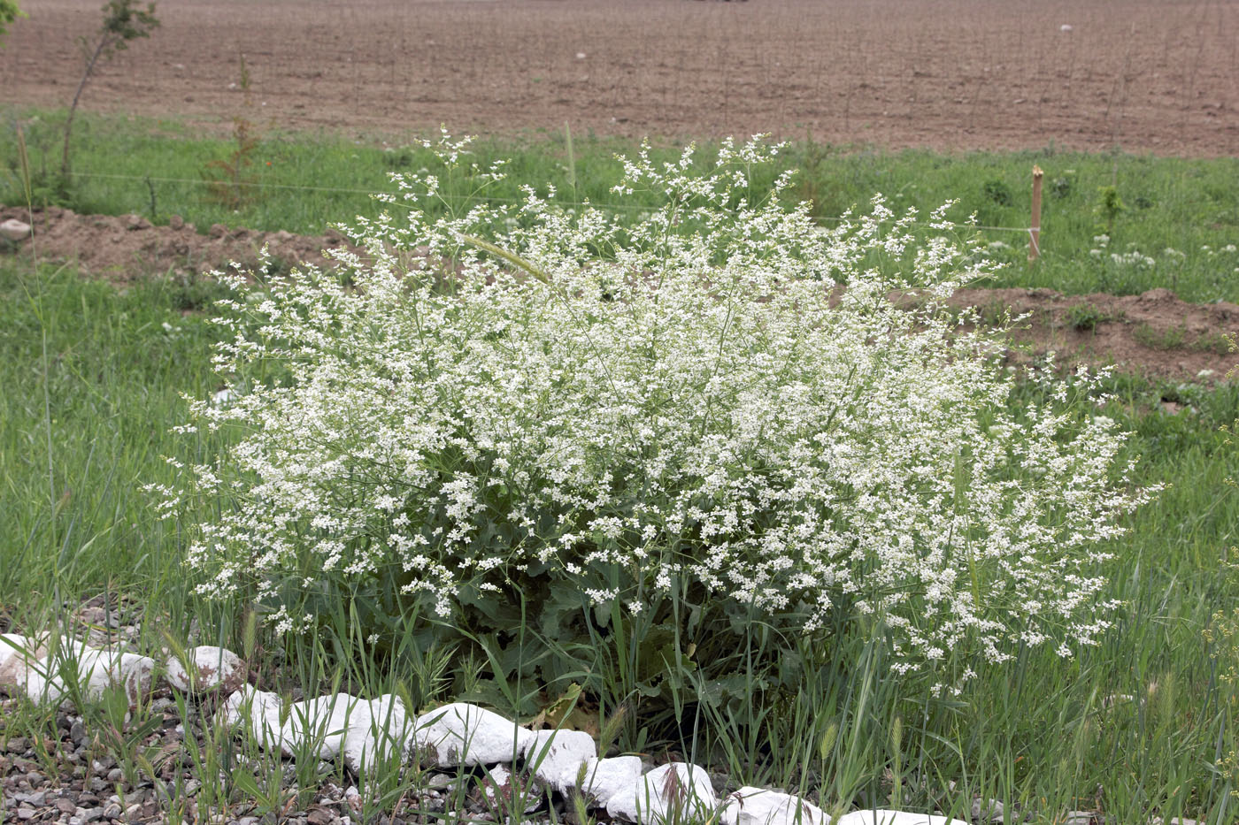 Image of Crambe orientalis specimen.