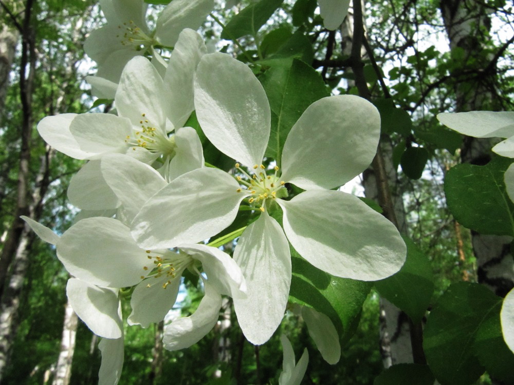 Image of genus Malus specimen.