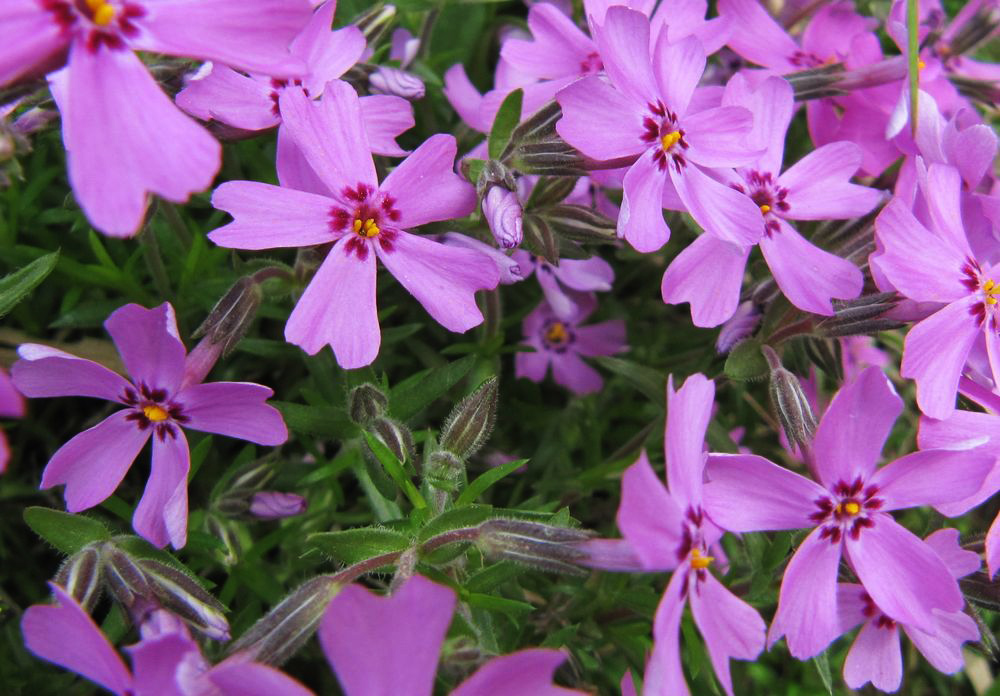 Image of Phlox subulata specimen.