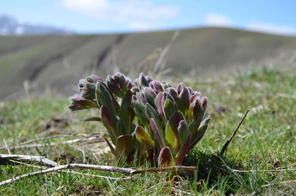 Image of Euphorbia ferganensis specimen.