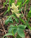 Corydalis marschalliana