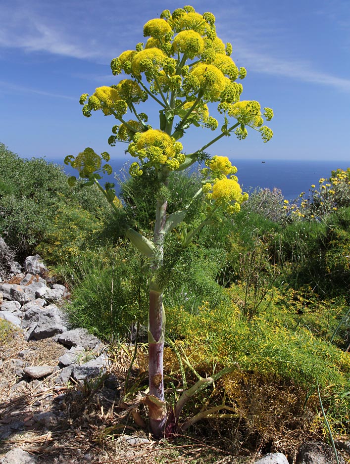 Изображение особи Ferula communis.