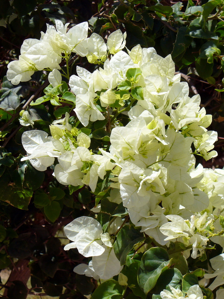 Изображение особи род Bougainvillea.