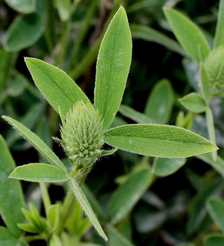 Image of Trifolium ochroleucon specimen.