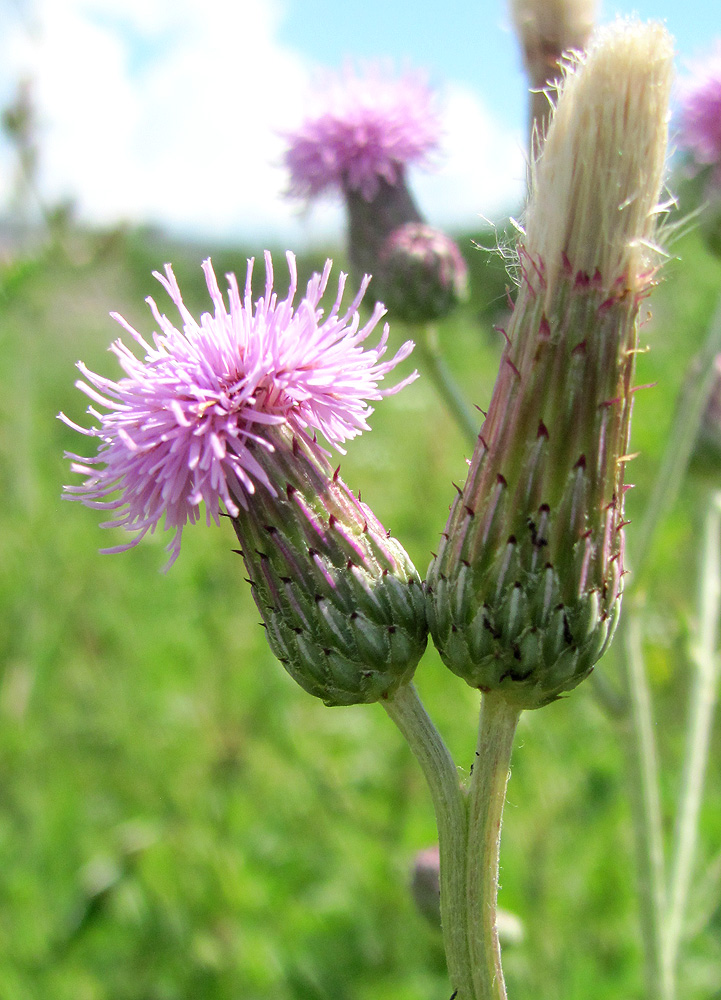 Image of Cirsium incanum specimen.