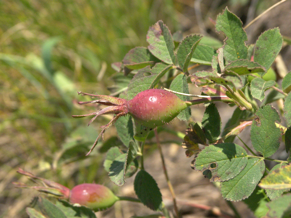 Image of Rosa pubicaulis specimen.