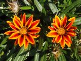 Gazania × hybrida