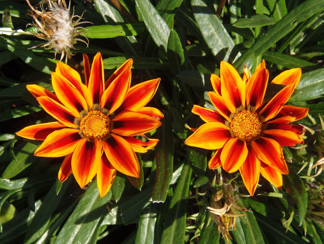 Image of Gazania &times; hybrida specimen.