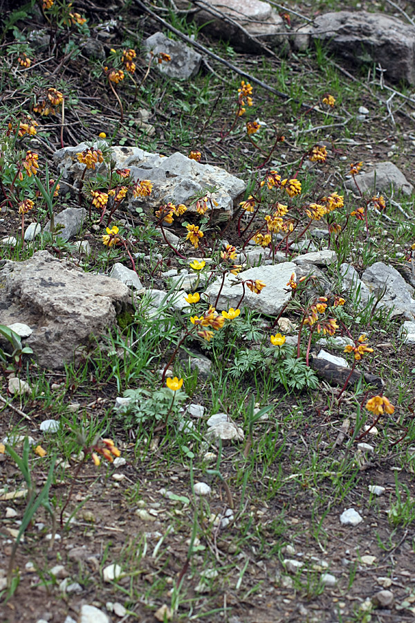 Image of Gymnospermium alberti specimen.