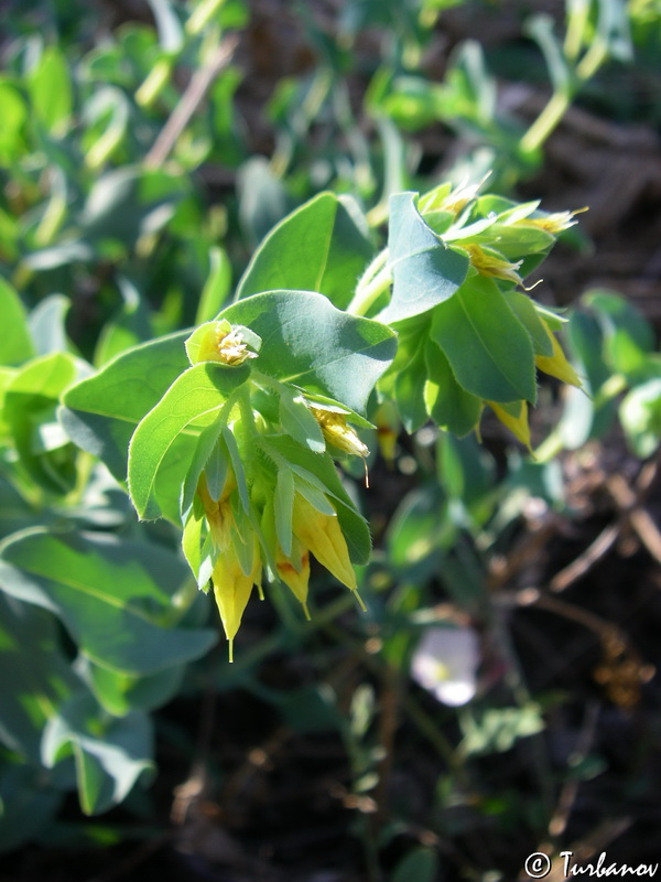 Image of Cerinthe minor specimen.