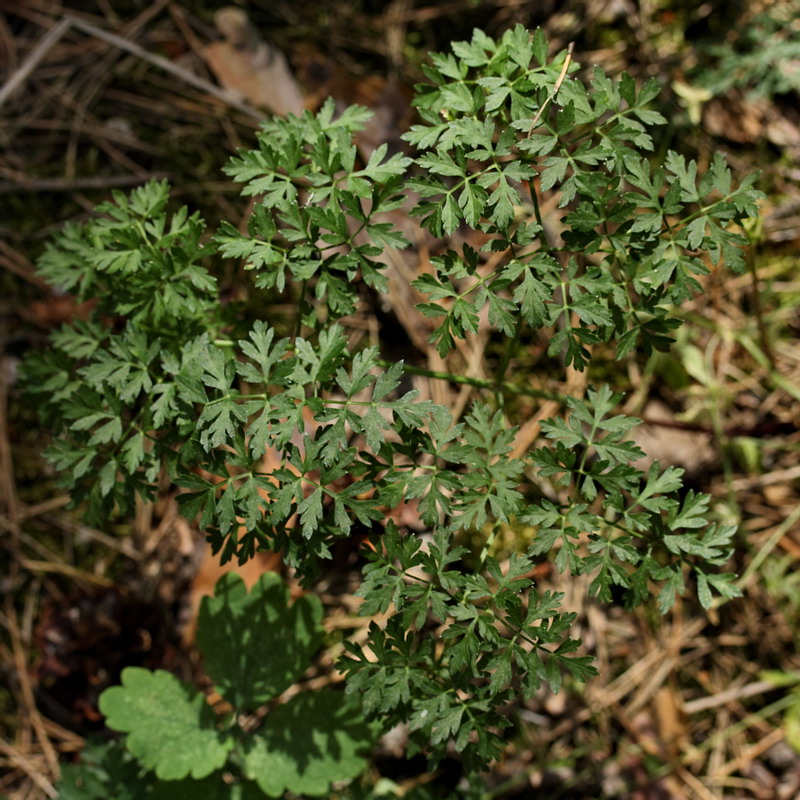 Image of Peucedanum oreoselinum specimen.