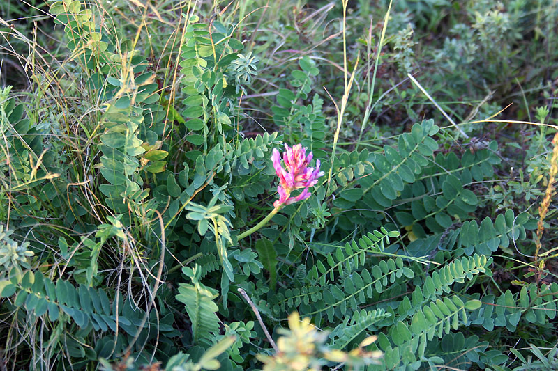 Image of Astragalus monspessulanus specimen.