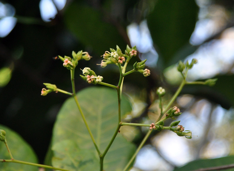 Изображение особи Anacardium occidentale.