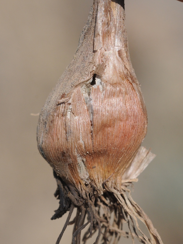 Image of Allium margaritae specimen.