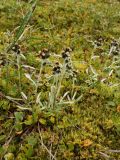 Omalotheca supina. Цветущие растения (высота 6-8 см) на влажном замшелом склоне в тундре. Окрестности Мурманска, конец августа 2008 г.