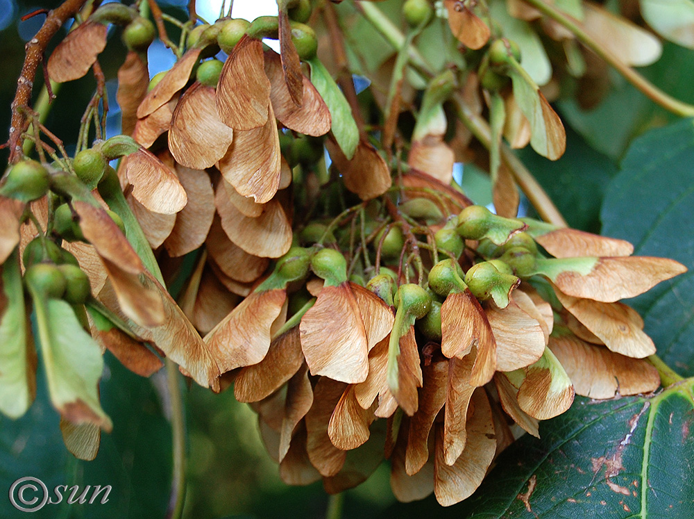 Image of Acer pseudoplatanus specimen.