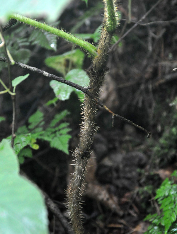 Изображение особи Oplopanax elatus.