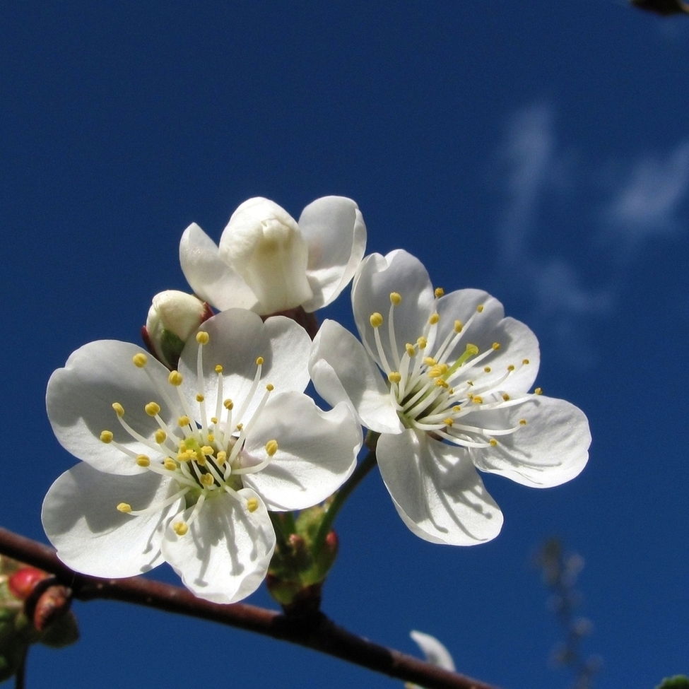 Изображение особи Cerasus vulgaris.