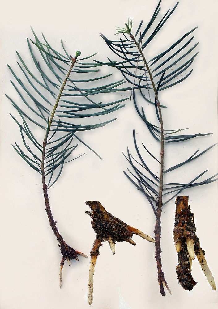 Image of Abies concolor specimen.