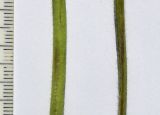 Alchemilla persica