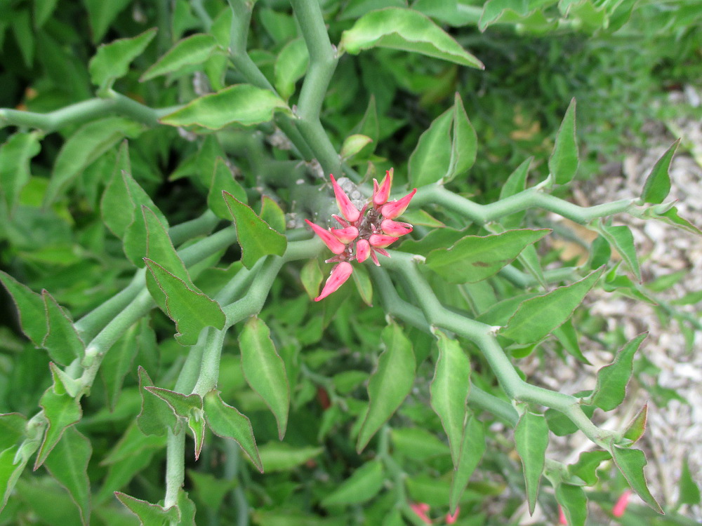 Image of Euphorbia tithymaloides specimen.