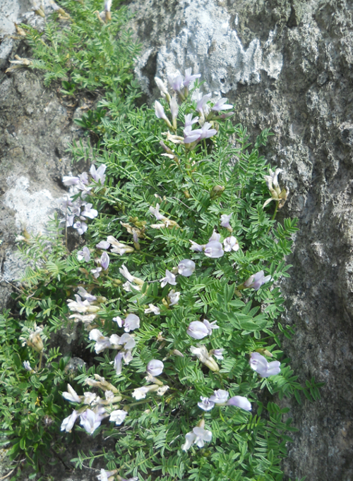 Image of Astragalus levieri specimen.