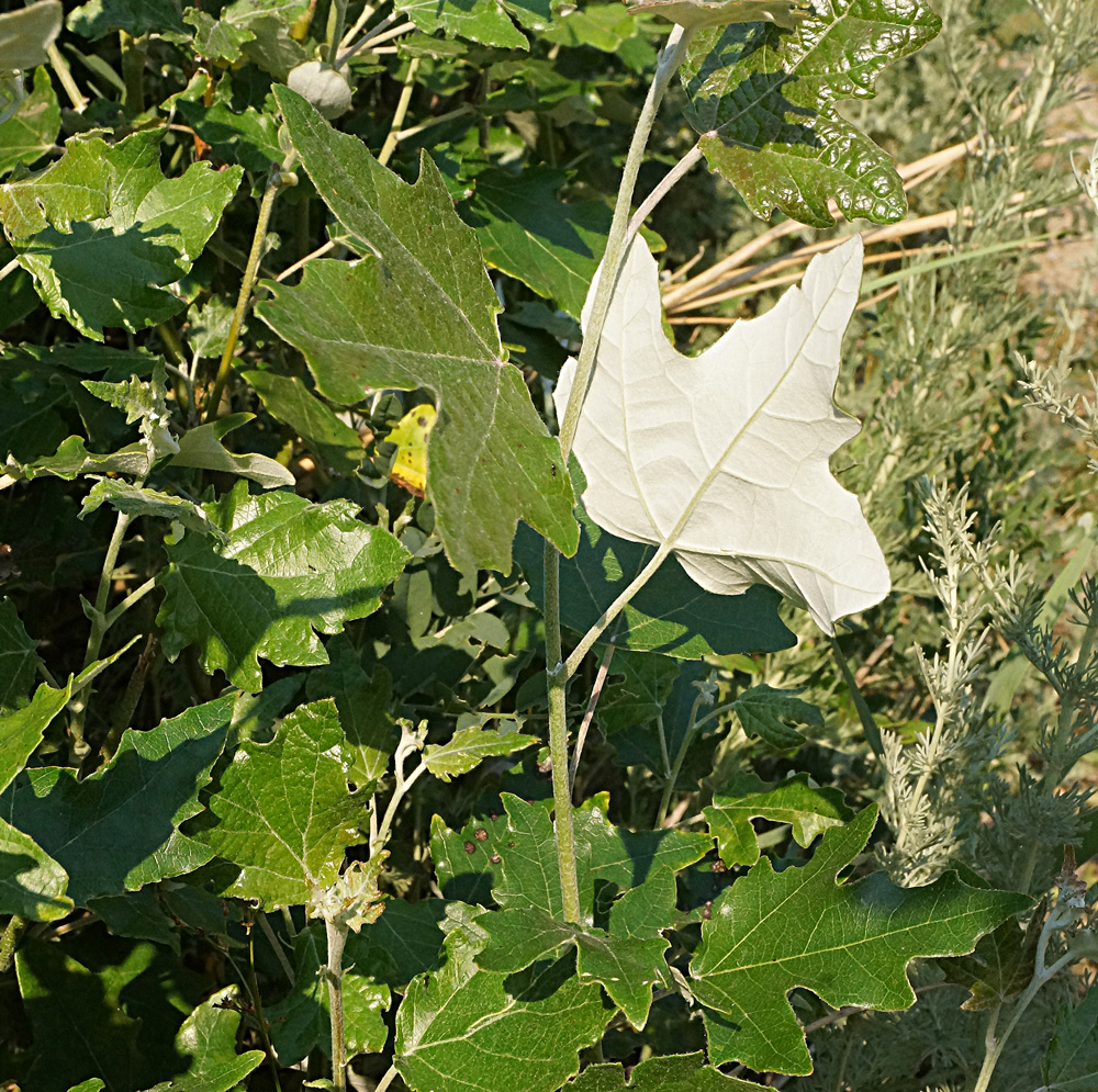 Изображение особи Populus alba.