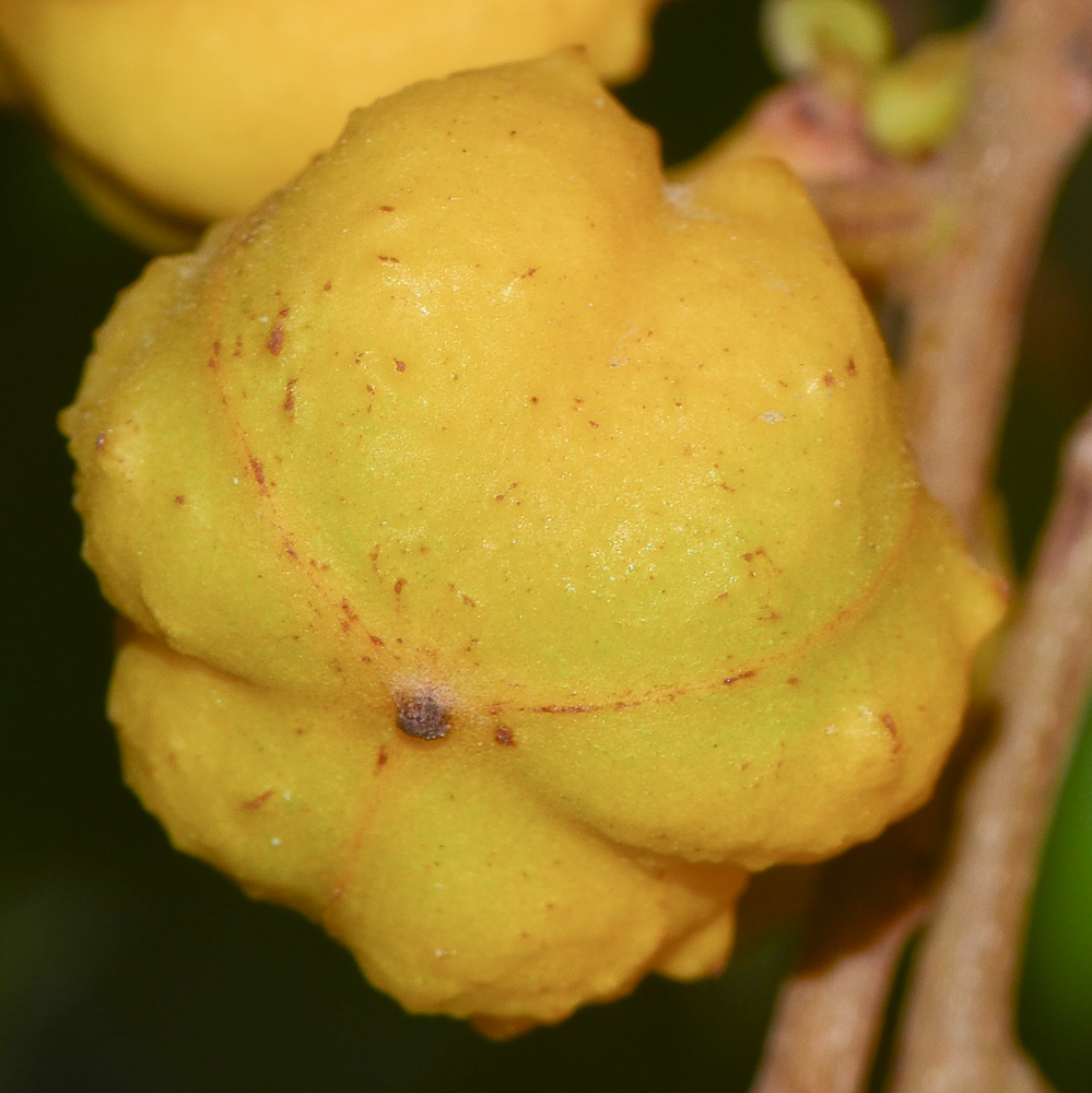 Image of Cupaniopsis anacardioides specimen.