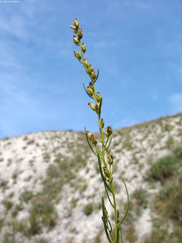 Image of Artemisia salsoloides specimen.