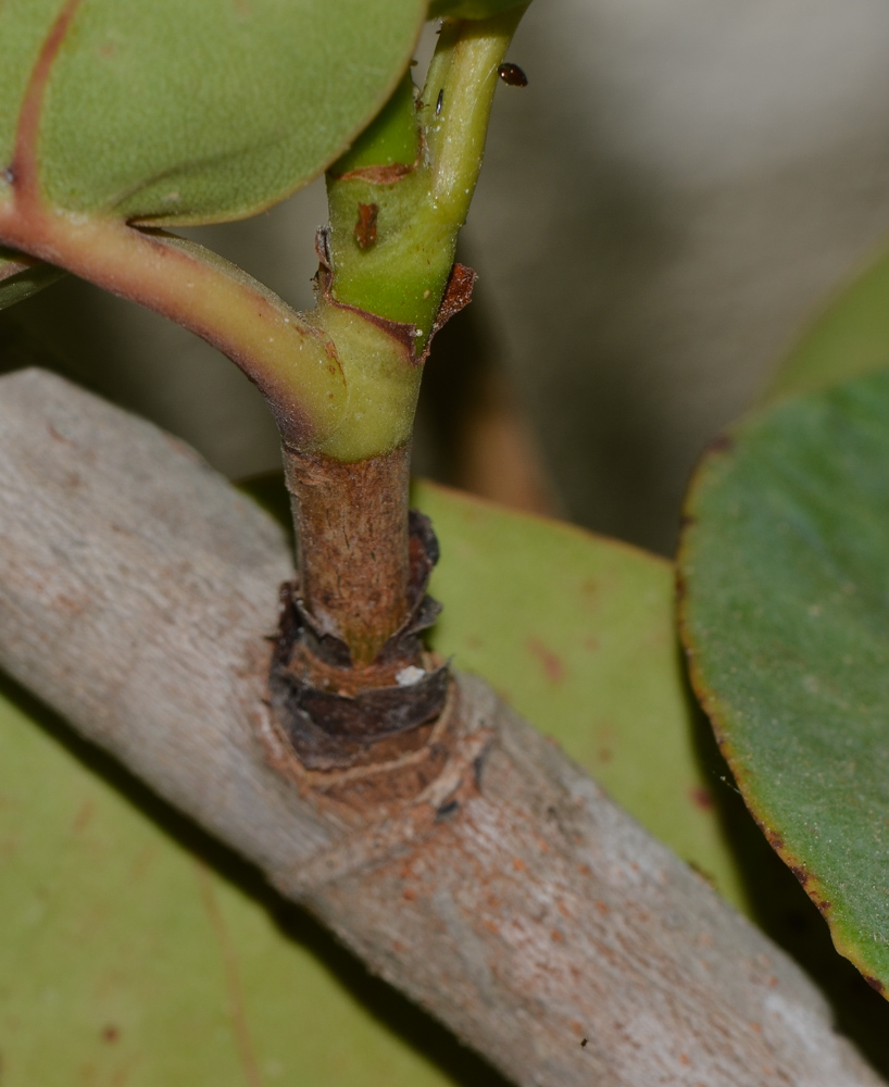 Image of Coccoloba uvifera specimen.