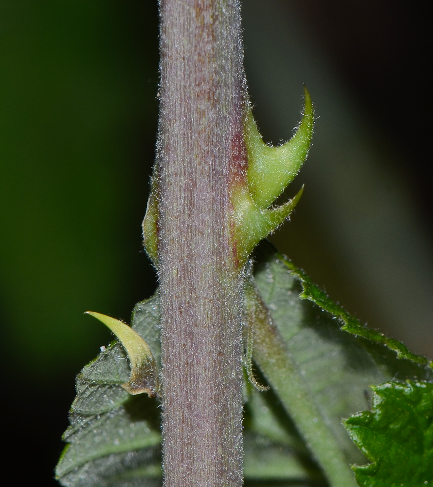 Изображение особи Rubus sanctus.