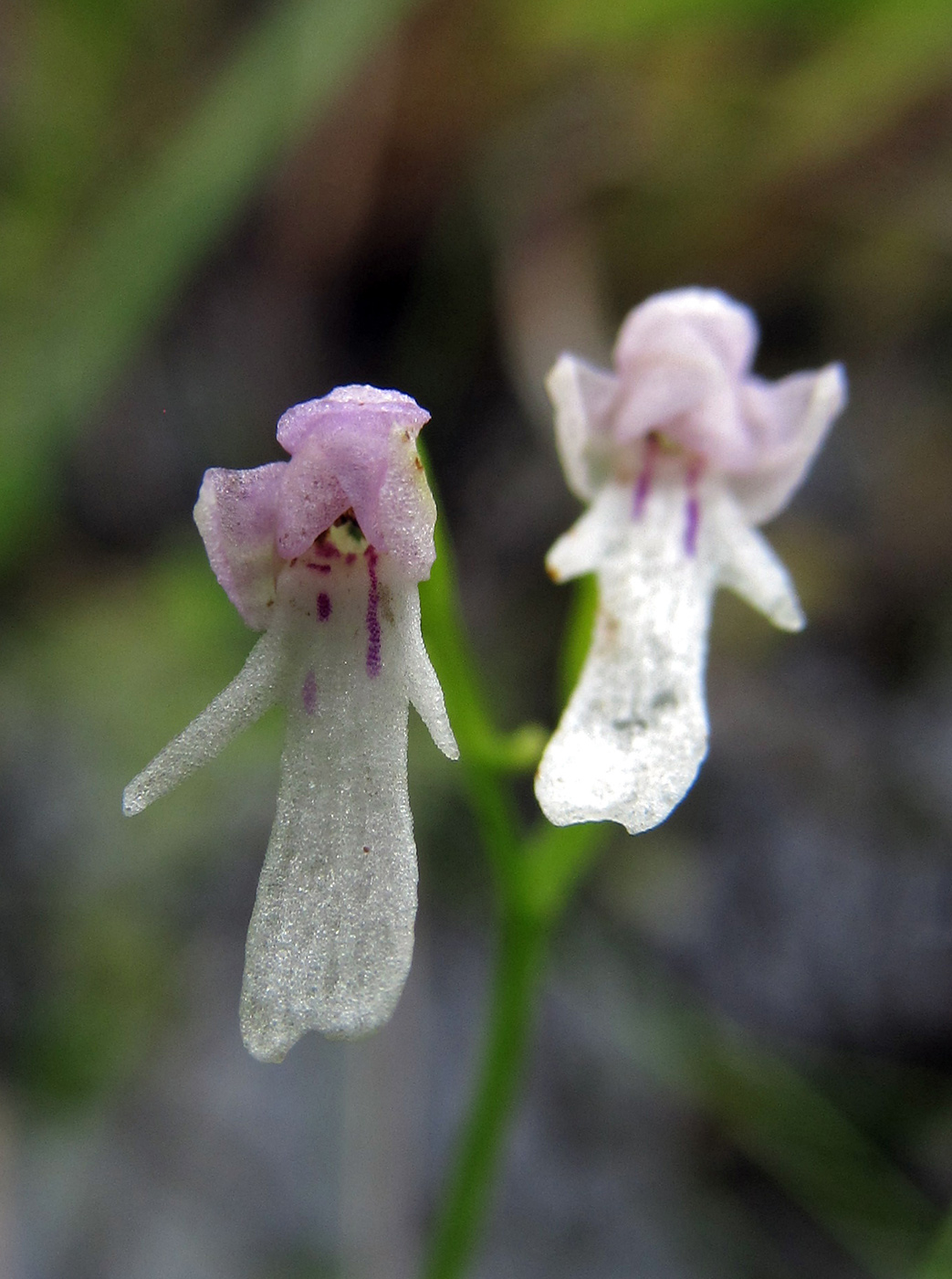 Image of Amitostigma kinoshitae specimen.