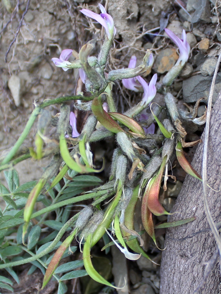 Image of Astragalus pendulinus specimen.