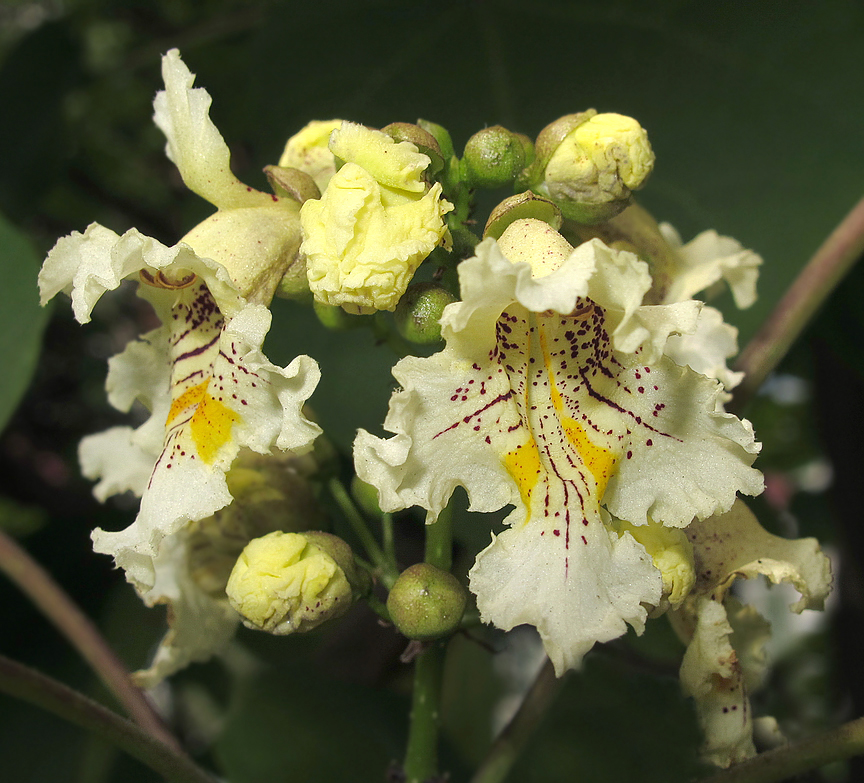 Изображение особи Catalpa ovata.