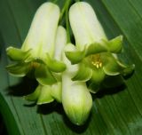 Polygonatum × hybridum. Цветки. Подмосковье, г. Одинцово, придомовый цветник. Май 2016 г.