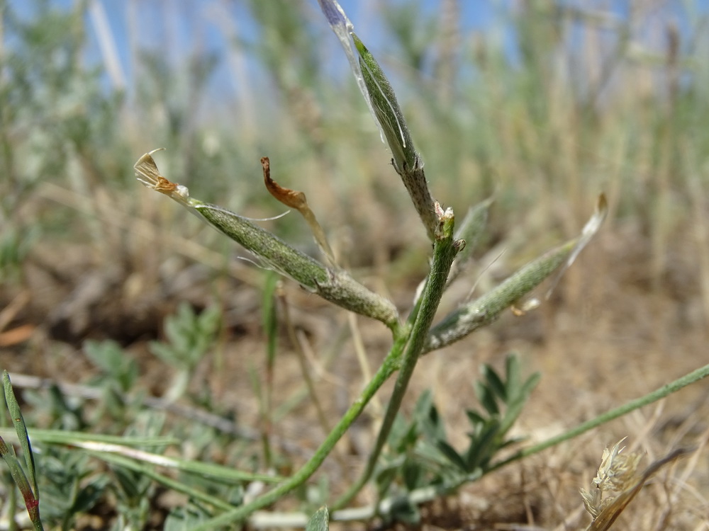 Image of Astragalus stenoceras specimen.