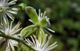 Clematis vitalba. Цветок (вид со стороны чашечки). Республика Адыгея, г. Майкоп, восточная окраина города, пустырь. 30.07.2016.